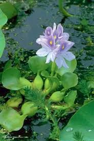 Aquatic Plants